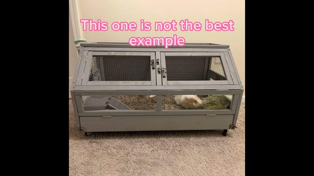 TAKE CARE OF YOUR GUINEA PIGS!!!!