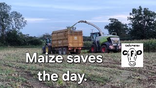 Forage Shortage, Maize Silage Saves The Day.