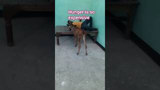 #hunger is so expensive