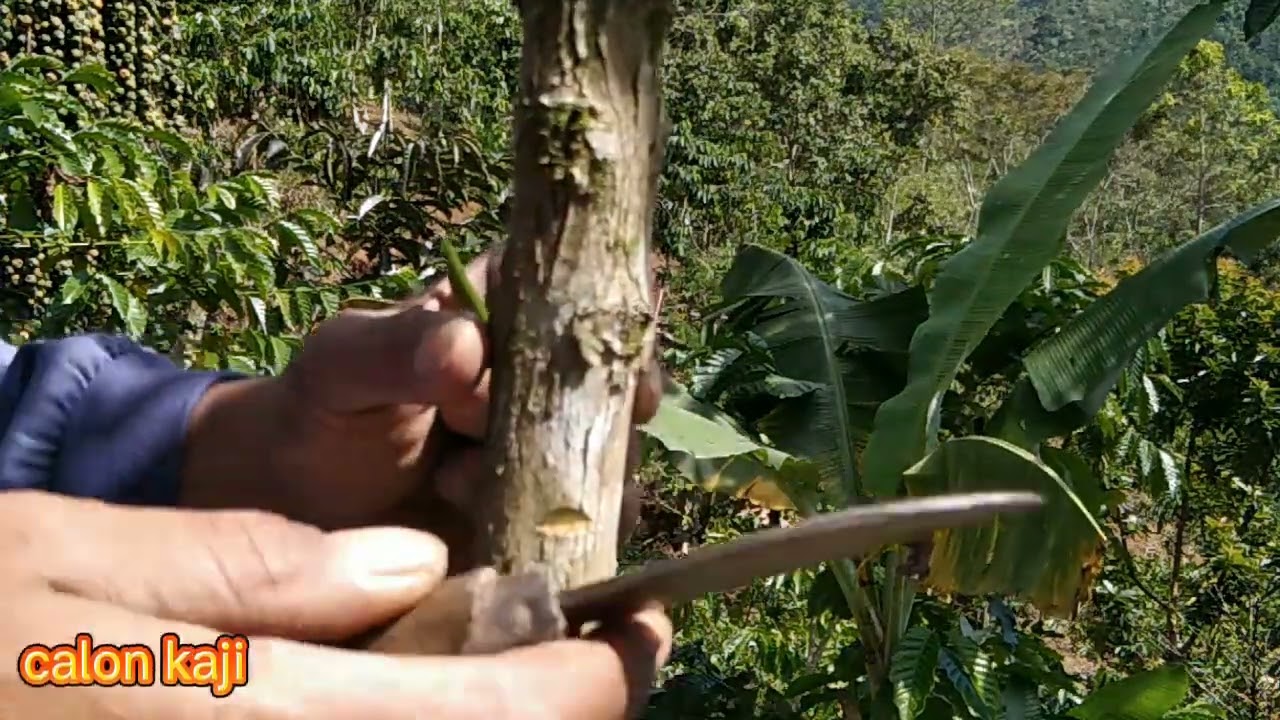 CARA stek/sambung kopi batang tua, tanpa tunas, tanpa potong batang induknya