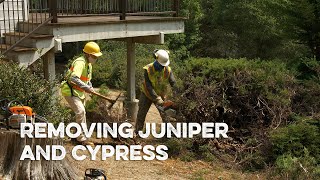 Removing Juniper and Cypress