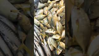 VARIETIES OF SEA FOOD #coimbatore #fish #livefish #shorts #youtubeshorts #youtube