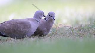 🕊️ Peaceful Moments with a Dove Couple | Love in Nature | Abu Dhabi Garden Vibes 🌿 screenshot 3