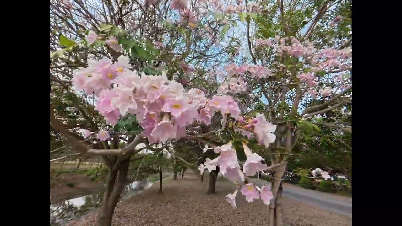 "Thai Sakura" or Pink Trumpet Trees (Tabebuia Rosea)