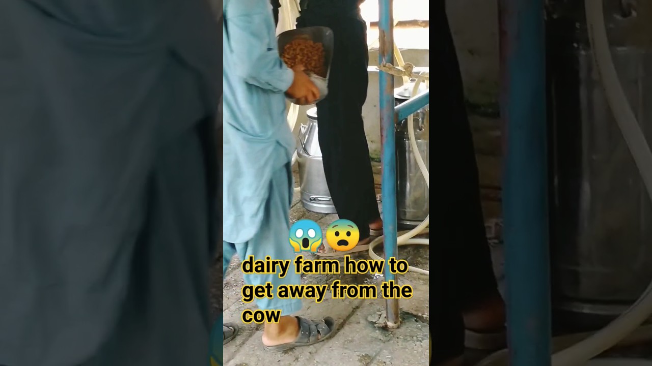 dairy farm how to get away from the COW