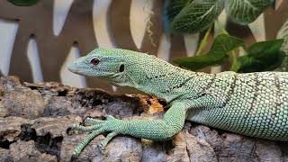 Green tree monitor cage tour