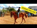 FEIRA DE CAVALO EM CARUARU PE - OS MELHORES CAVALOS DE 2021!!