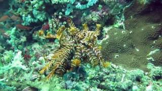 Crawling Crinoid