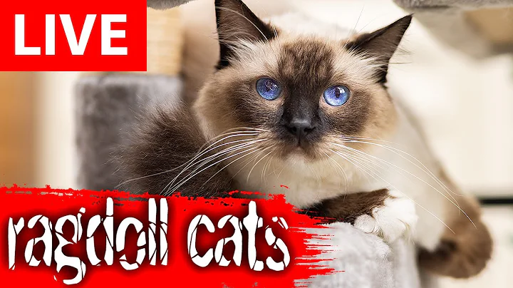 Watch the video about Cute Cats LIVE #cats #live