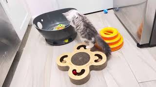 Playtime with RagaMuffin kitten! by Velvet RagaMuffin Kittens 174 views 3 months ago 2 minutes, 42 seconds