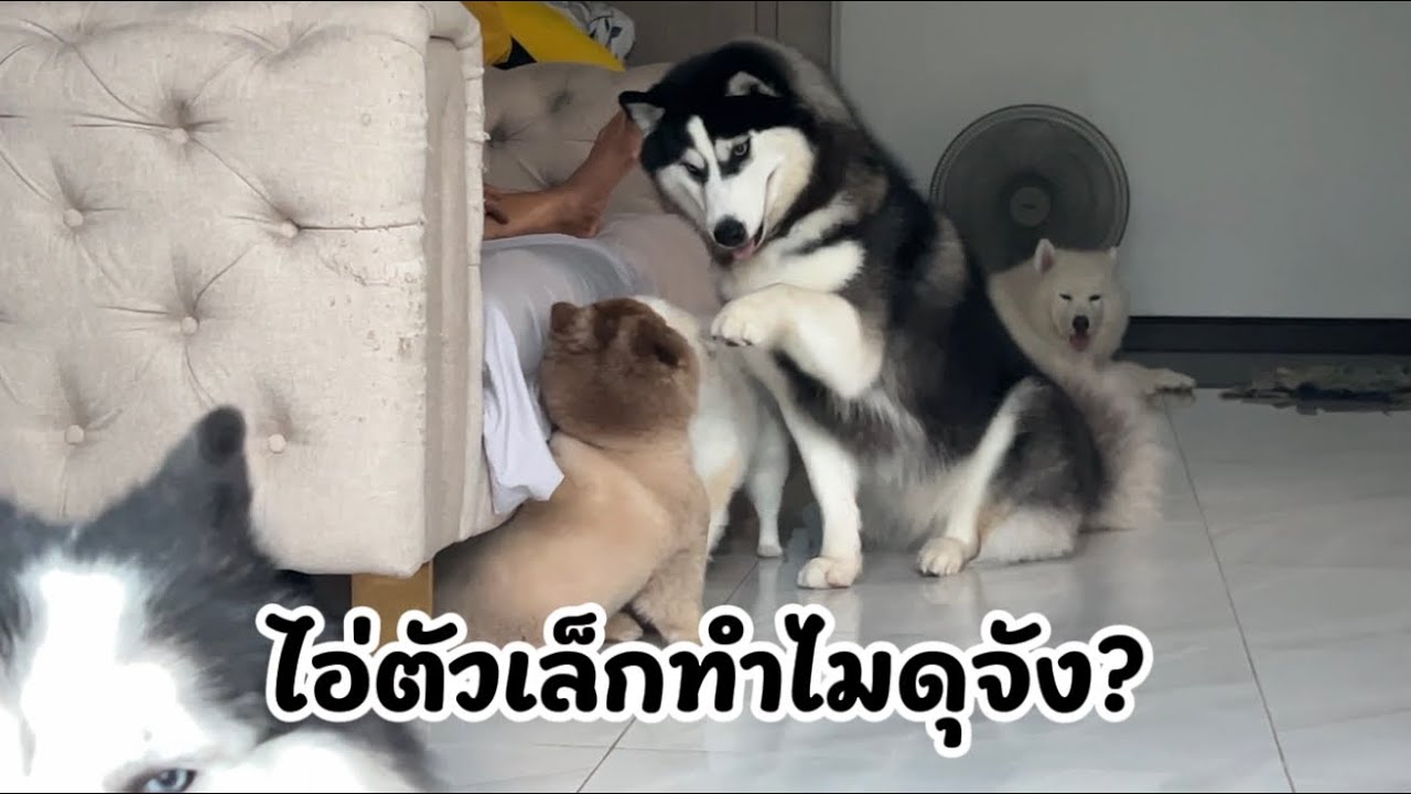 ไอ่ตัวเล็กทำไมดุจัง? | ข้าวเหนียวขี้กะโปกหมา