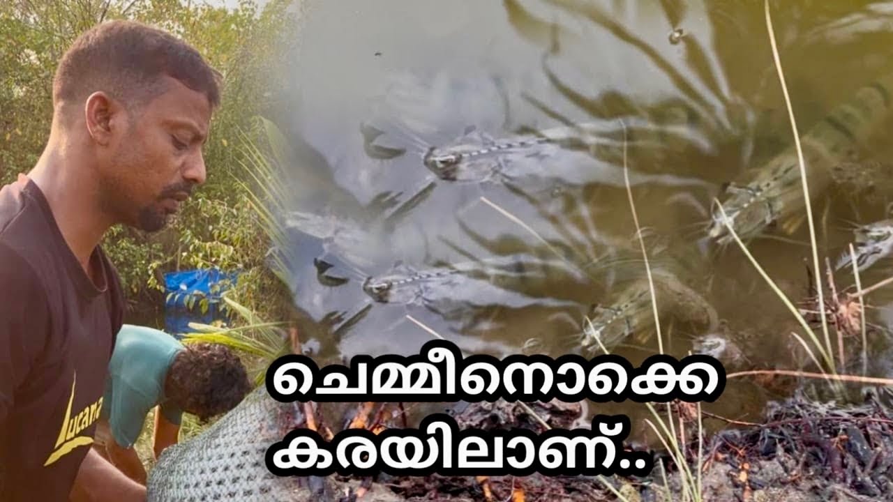 ചെമ്മീനുകൾ കരയിൽ കയറി വന്ന ദിവസം 😥/ Tiger Prawns