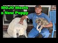 Mojo Meets a New Livestock Guardian Dog Puppy | Which Baby Goat Is Leaving For New York?