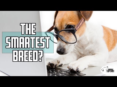 TOP 10 SMARTEST