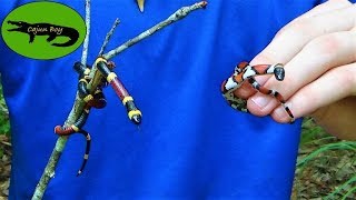 Coral Snake VS Milk Snake! (How to tell the Difference)