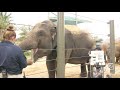 More Elephants to Love at the Houston Zoo
