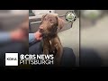 Abandoned dog found at Pittsburgh International Airport