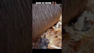 beaver at work 🪵🦫 #beaver #animals #beavers #shortsfeed #youtubeshorts #shortsvideo #animalshorts