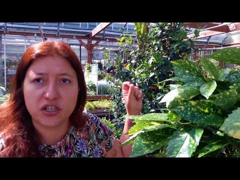 Video: Piante di alloro giapponese in vaso - Suggerimenti per coltivare l'aucuba giapponese in contenitori