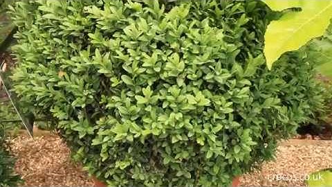 The importance of architectural plants