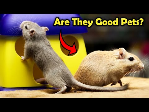 Wideo: Czy myszoskoczek ma kręgosłup?