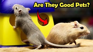 Gerbils as Pets - Is a Gerbil a Good Pet? by Learn about Animals 26,996 views 10 months ago 11 minutes, 49 seconds