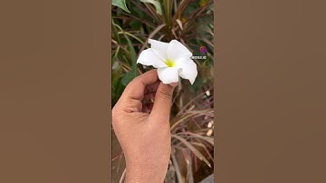 Little things🥰Nature heals everything🤗add colours to your life|iPhone 13 photography #ytshorts