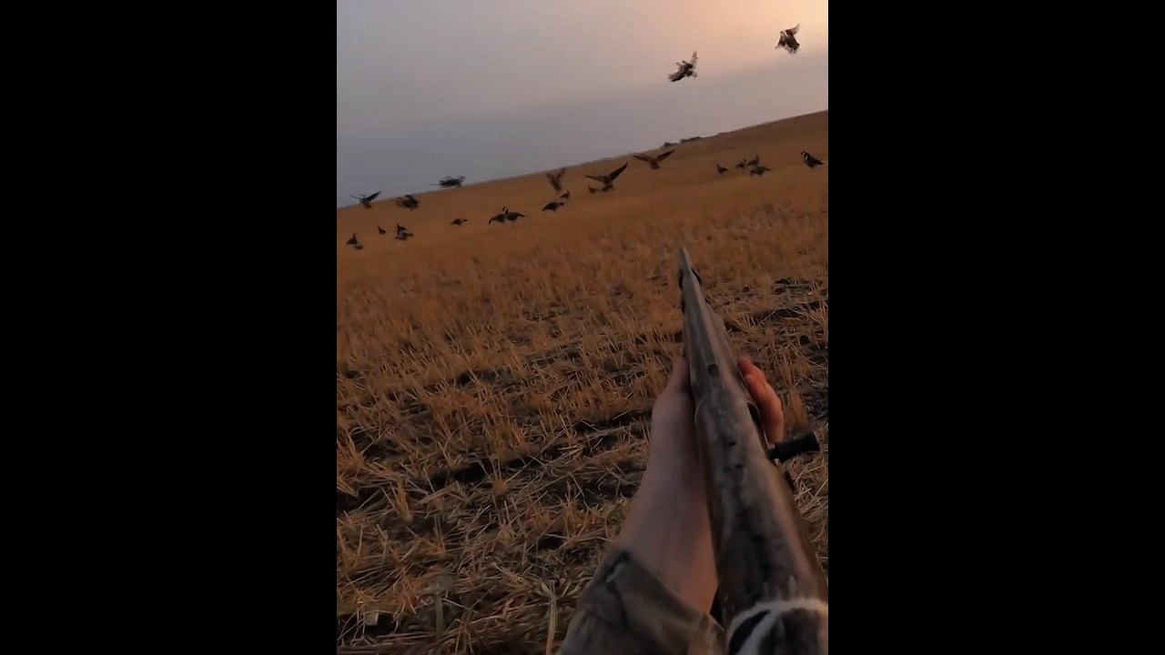 потрясающий выстрел на охоте на гусей