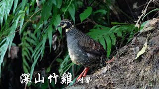 【台灣野鳥紀錄46深山竹雞叫聲】Birds of TaiwanTaiwan  Partridge台灣山鷓鴣台灣特有種公鳥繁殖期Sony A1