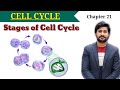 21.1 Cell cycle | Phases of Cell Cycle | Chapter 21 Fsc Biology class 12