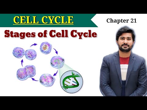 21.1 Cell cycle