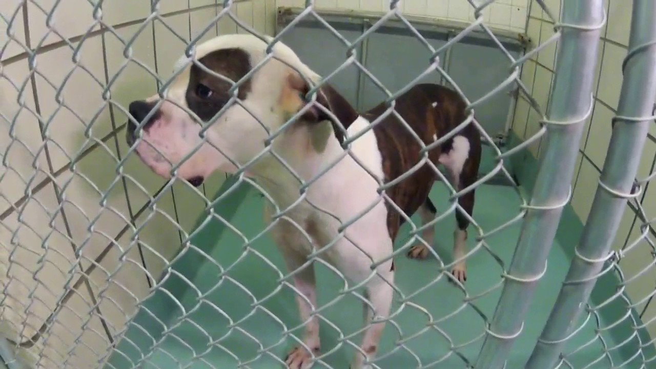 Pasadena shelter finds home for hard to place dogs