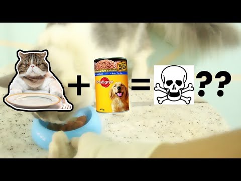 Video: Memahami Makanan Diet Untuk Anjing Dan Kucing, Bagian 1