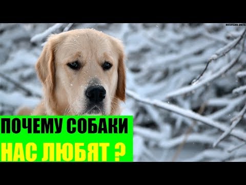 Почему собаки нас любят?