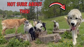 Guard Dog Meets Baby Goats for the First Time | Nigerian Dwarf Goats | Farm Vlog