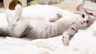 【へそ天】寝相がまるで人間なかわいい子猫【短足ミヌエット】 by 猫のMOONY 218 views 2 years ago 2 minutes, 47 seconds