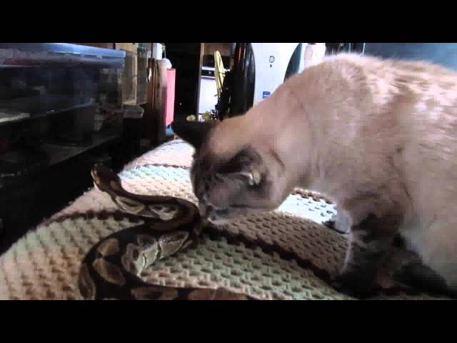 Cat And Snake Pals