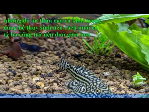 Video Cách nuôi cá tỳ bà và những lưu ý cần thiết - youtube