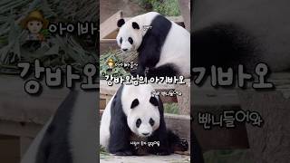 아기가 되버린 아이바오🍼아빠 빨리들어와!!