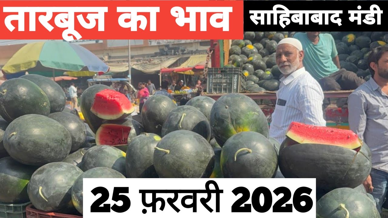25 February 2026 🍉तारबूज़ का भाव साहिबाबाद मंडी |today watermelon rates #tamatar #mandi #tarbooz 