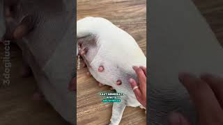 Pregnant dog? Dog owners need to know!!