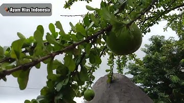 KEUNIKAN DAN SEJARAH BUAH MAJA (MAJAPAHIT)