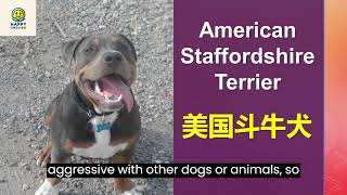 Discover The American Staffordshire Terrier A Breed Full Of History And Personality