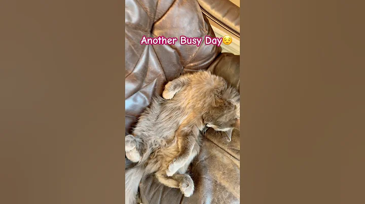 Video 11493551: kitten cat funnycat mainecoon, mainecoon catlife