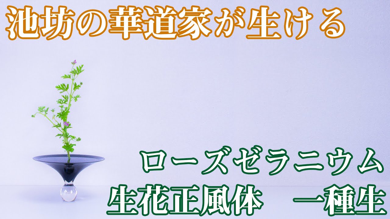 生け花作品紹介】池坊の華道家がお花屋さんで見かけた花材で生花正風体