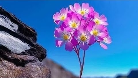 ص (٥٩) سورة آل عمران - القارئ الشيخ مشاري راشد العفاسي حفظه الله تعالى ...