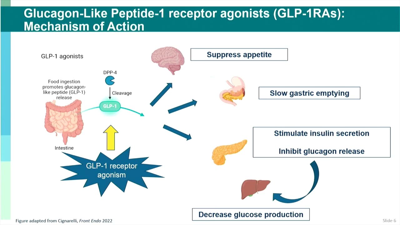 glp-1 receptor agonist mechanism “Weighing In” on GLP-1 Receptor Agonists for People With HIV