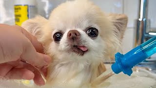 I just LOVE my bath time! 💛 Chihuahua Cedric’s RELAXING dog bath vlog 🛁