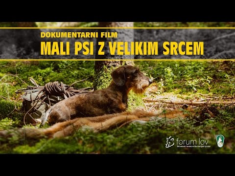 Video: Moj pes ima zrezan zob - naj se skrbi?