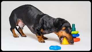 Getting together the Pyramide: Doxie Din tricks learning vol. 1 Getting together the Pyramide: Doxie Din tricks learning vol. 1